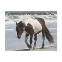 Assteague Island Pony postcards by lifethroughalens Assteague Island Pony postcards