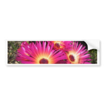 aster 4 bumper stickers