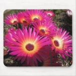 aster, japan, flowers, flora, flower, pink, plants