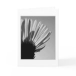 fractal, forms, meaning, form, aster, literature,