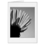 ASTER: A Die Falls . . . Cards