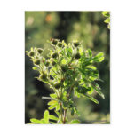 Aster Buds Postcard
