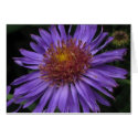 Aster cards by ggbythebay Aster cards