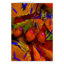 Aster Feathers  cards