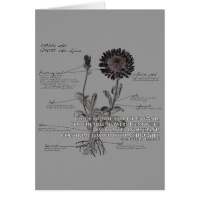 Aster Flower Card by slagathor