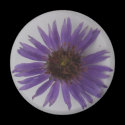 Aster magnets