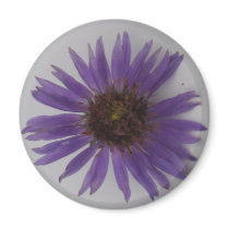 Aster magnets