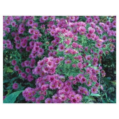 Aster novae-angliae "Alma Potchke", New England as Flyers by beautifulclicks