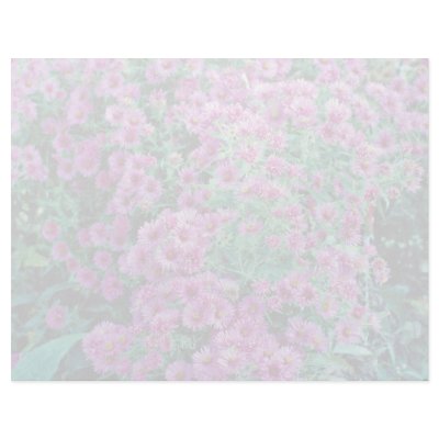 Aster novae-angliae "Alma Potchke", New England as Letterhead Template by blueyellowtube