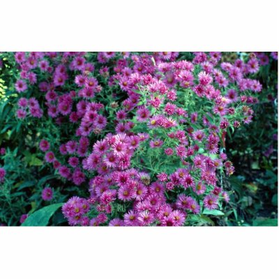 Aster novae-angliae "Alma Potchke", New England as Photo Cutout by beautifulclicks