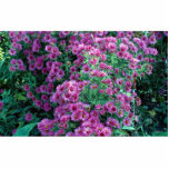 Aster novae-angliae "Alma Potchke", New England as Photo Cutout