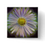 Aster Tataricus Flower With Energy Aura Buttons