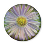 Aster Tataricus Flower With Energy Aura Refrigerator Magnets