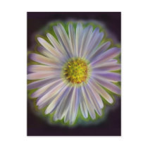 Aster Tataricus Flower With Energy Aura Postcard
