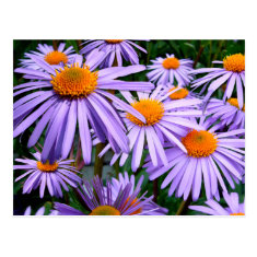 Aster Tongolensis Wartburg Star Purple Flower Post Card