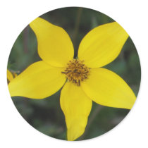 Asteracea stickers