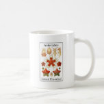 Asteridea by Ernst Haeckel Coffee Mugs