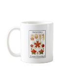 Asteridea by Ernst Haeckel mugs