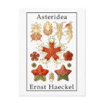 Asteridea by Ernst Haeckel Postcards