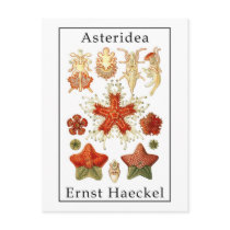 Asteridea by Ernst Haeckel Postcards