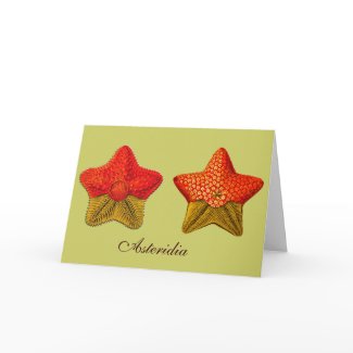 Asteridia (starfish) Greeting Card card
