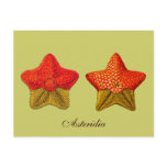 Asteridia (starfish) postcard