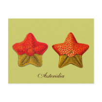 Asteridia (starfish) postcard