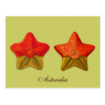 Asteridia (starfish) postcard