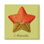 Asteridia (starfish) square magnet