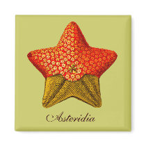 Asteridia (starfish) square magnet