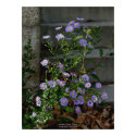 Asters, Stone Steps, Susanville, California posters