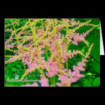 Astilbe Chinensis Postcard by alyciakeating Astilbe Chinensis Postcard