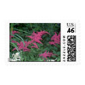 Astilbe postage by eelkat Astilbe postage