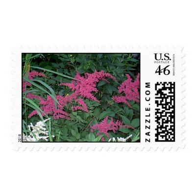 Astilbe Postage by eelkat