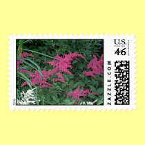 Astilbe postage