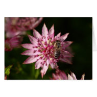 Astrantia with Bee card