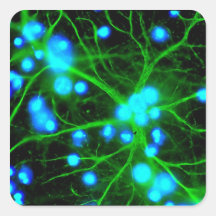 Astrocyte Are Star Shaped Glial Cells in the Brain Sticker
