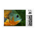 Astronotus ocellatus 3 postage by Orchidlady Astronotus ocellatus 3 postage