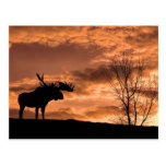   at Sunset Post Card