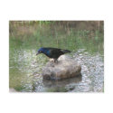 At the Creek postcard