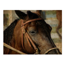 At the Horse Show Post Cards