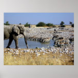 At the Water Hole Print