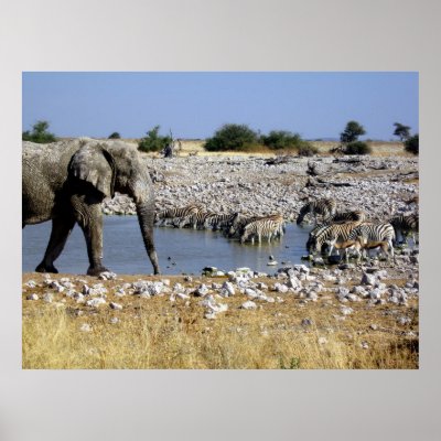 At the Water Hole Print by skystudiohawaii