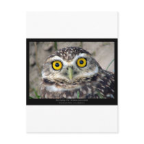 Athene cunicularia - Burrowing Owl 01 Post Card