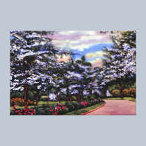 Atlanta Georgia Blooming Dogwoods canvas prints