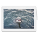 atlantic bottlenose dolphin cards by dixiemason atlantic bottlenose dolphin cards