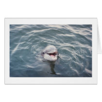 atlantic bottlenose dolphin cards by dixiemason atlantic bottlenose dolphin cards