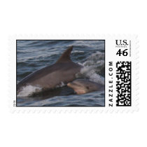 Atlantic Bottlenose Dolphin postage by Jack_of_Arts Atlantic Bottlenose Dolphin postage