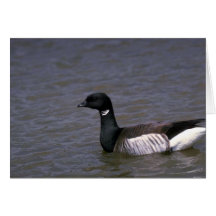 Atlantic Brant Goose Card