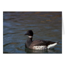 Atlantic Brant Goose Greeting Card